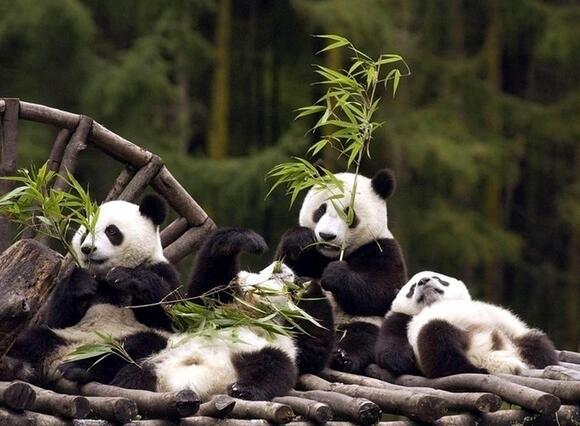 探秘---秦岭四宝--大熊猫+金丝猴篇